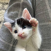 Storm is registered to the contest to win money with this photo: kitten, cat, paw, black_and_white, cute, pet, young, fur, whiskers, ears, lap, clothing, plaid, grey, comfort, indoor, closeup, animal, feline, soft