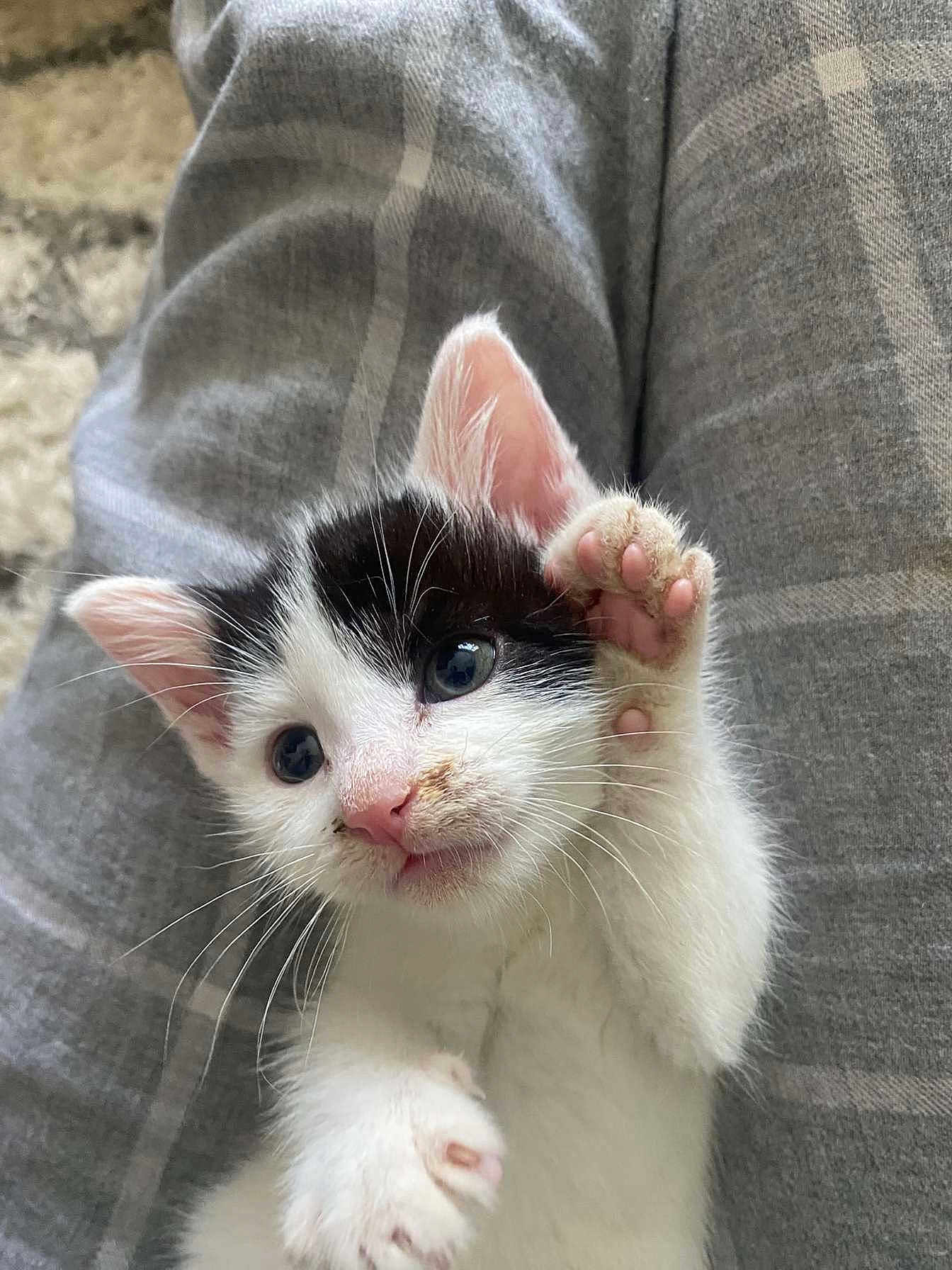 Storm is registered to the contest to win money with this photo: kitten, cat, paw, black_and_white, cute, pet, young, fur, whiskers, ears, lap, clothing, plaid, grey, comfort, indoor, closeup, animal, feline, soft