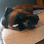 Pépite a rejoint le concours — aidez-le/la à gagner de superbes lots ! dog, sleeping, tongue_out, brown, black, cushion, furniture, indoor, pet, canine, relaxed, close_up, cozy, fluffy_blanket, resting, animal, portrait, laying_down, ears, snout