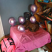 Pépite participe au concours pour gagner de l'argent avec cette photo : backpack, balloon, bed, books, bookshelf, brown_dog, cozy, dog, floor, furniture, indoor, ottoman, party, pet, pink_sheet, purple_balloon, resting, scrabble, sneaker, tile_floor