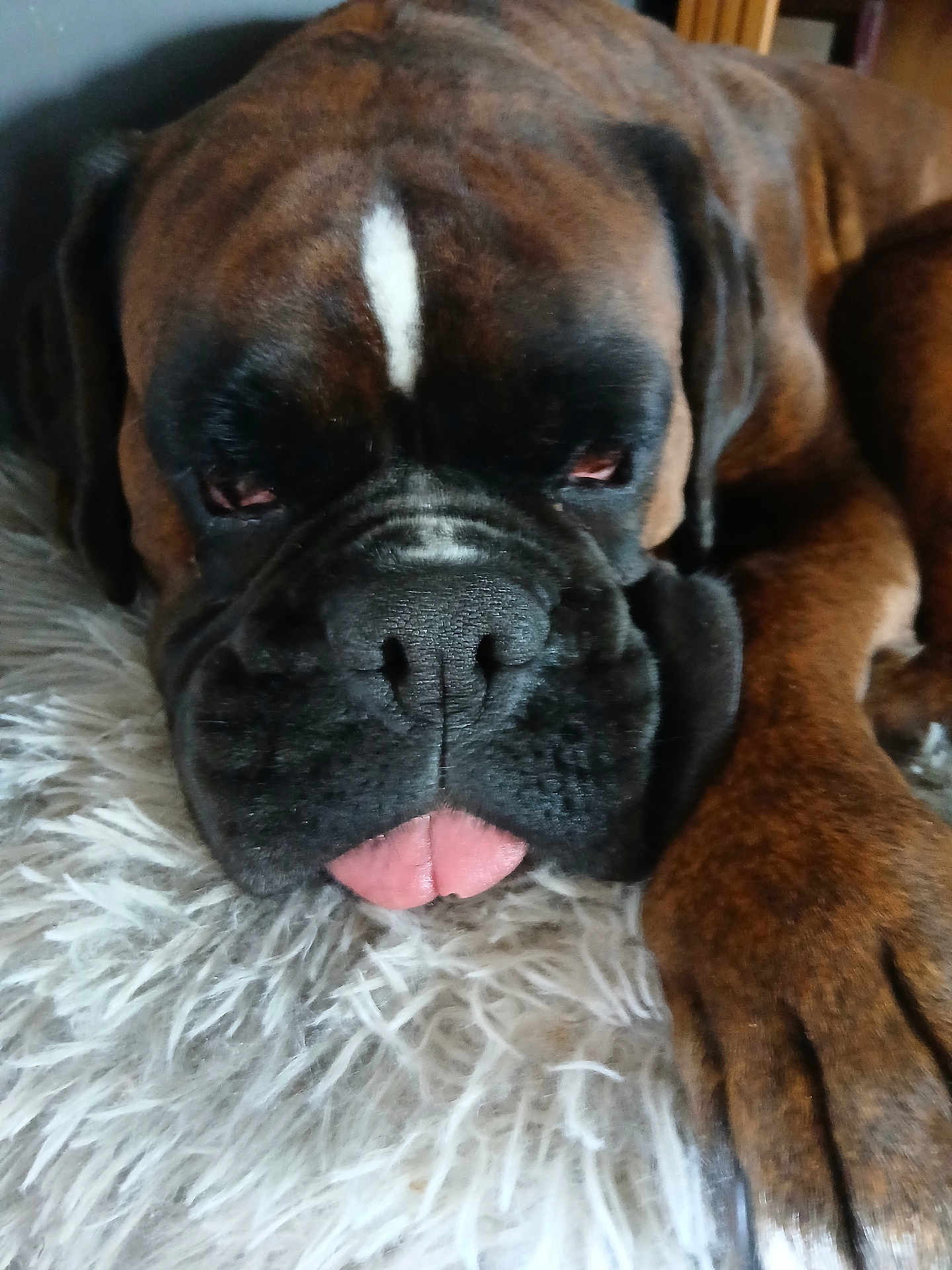 Pépite participe au concours pour gagner de l'argent avec cette photo : dog, sleeping, close_up, brown, black, white_stripe, tongue_out, paw, fluffy_rug, resting, pet, canine, indoors, fur, cute, relaxed, animal, companion, muzzle, napping