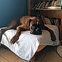 dog, brown_dog, indoor, bookshelf, books, white_cloth, floor_tiles, paws, resting, pet, canine, furniture, shelf, lazy, portrait, animal, domestic_animal, room, wooden_shelf, tile_floor
