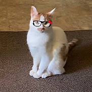 Bruno joined the competition — help win amazing prizes! animal, carpet, cat, cute, digital_overlay, domestic_cat, ears, eyes, feline, funny, glasses_filter, indoor, orange_fur, pet, playful, portrait, sitting, tail, whiskers, white_fur