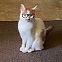animal, carpet, cat, cute, digital_overlay, domestic_cat, ears, eyes, feline, funny, glasses_filter, indoor, orange_fur, pet, playful, portrait, sitting, tail, whiskers, white_fur
