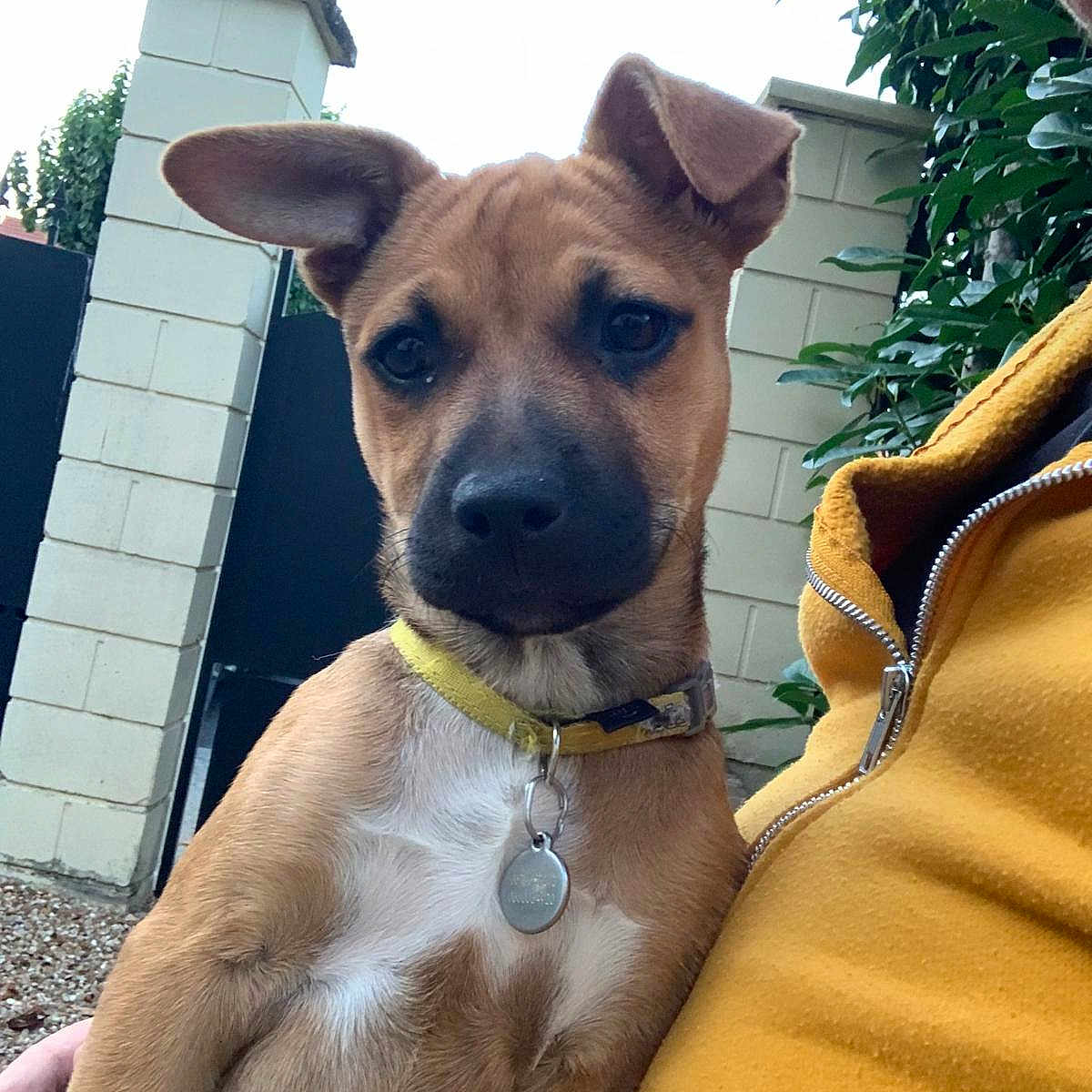 Aqua participe au concours pour gagner de l'argent avec cette photo : animal, brick_wall, canine, closeup, daylight, dog, ears, fur, garden, greenery, human_arm, leash_tag, outdoor, person, pet, portrait, puppy, snout, yellow_collar, yellow_jacket