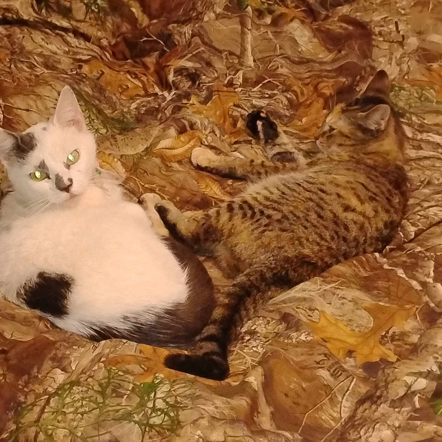 Chloe is registered to the contest to win money with this photo: animal, blanket, brown, cat, cozy, cute, domestic_animal, feline, green, indoor, leaf_pattern, lying_down, orange, patterned_blanket, pet, relaxed, resting, tabby_cat, two_animals, white_cat