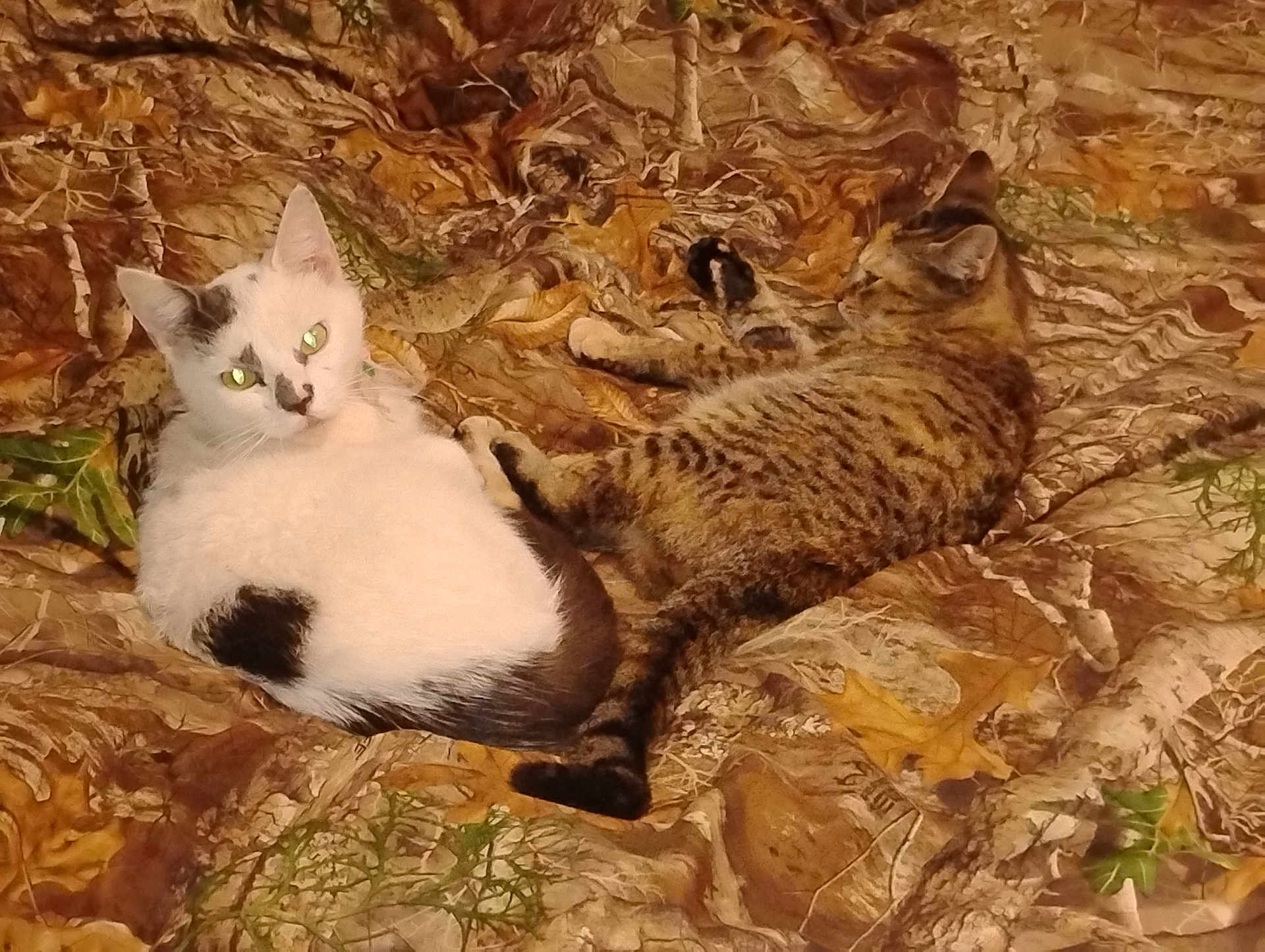 Chloe is registered to the contest to win money with this photo: cat, white_cat, tabby_cat, animal, pet, feline, resting, lying_down, indoor, blanket, patterned_blanket, leaf_pattern, brown, orange, green, two_animals, domestic_animal, cute, cozy, relaxed