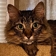 Itty Bitty is registered to the contest to win money with this photo: cat, tabby_cat, close_up, green_eyes, paw, feline, whiskers, ears, fur, indoor, resting, pet, animal, cute, looking, portrait, soft_texture, cozy, mammal, domestic_cat