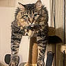 Itty Bitty is registered to the contest to win money with this photo: cat, tabby, fluffy, pet, animal, scratching_post, indoor, feline, green_eyes, whiskers, fur, stretching, claws, ears, tail, household, curtains, chair, relaxed, portrait