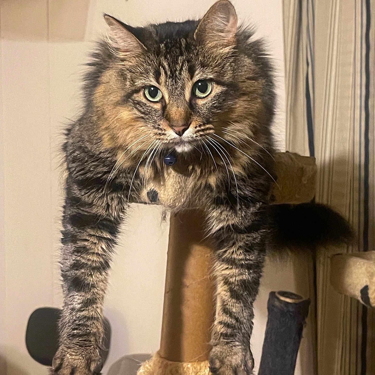 Itty Bitty is registered to the contest to win money with this photo: cat, tabby, fluffy, pet, animal, scratching_post, indoor, feline, green_eyes, whiskers, fur, stretching, claws, ears, tail, household, curtains, chair, relaxed, portrait