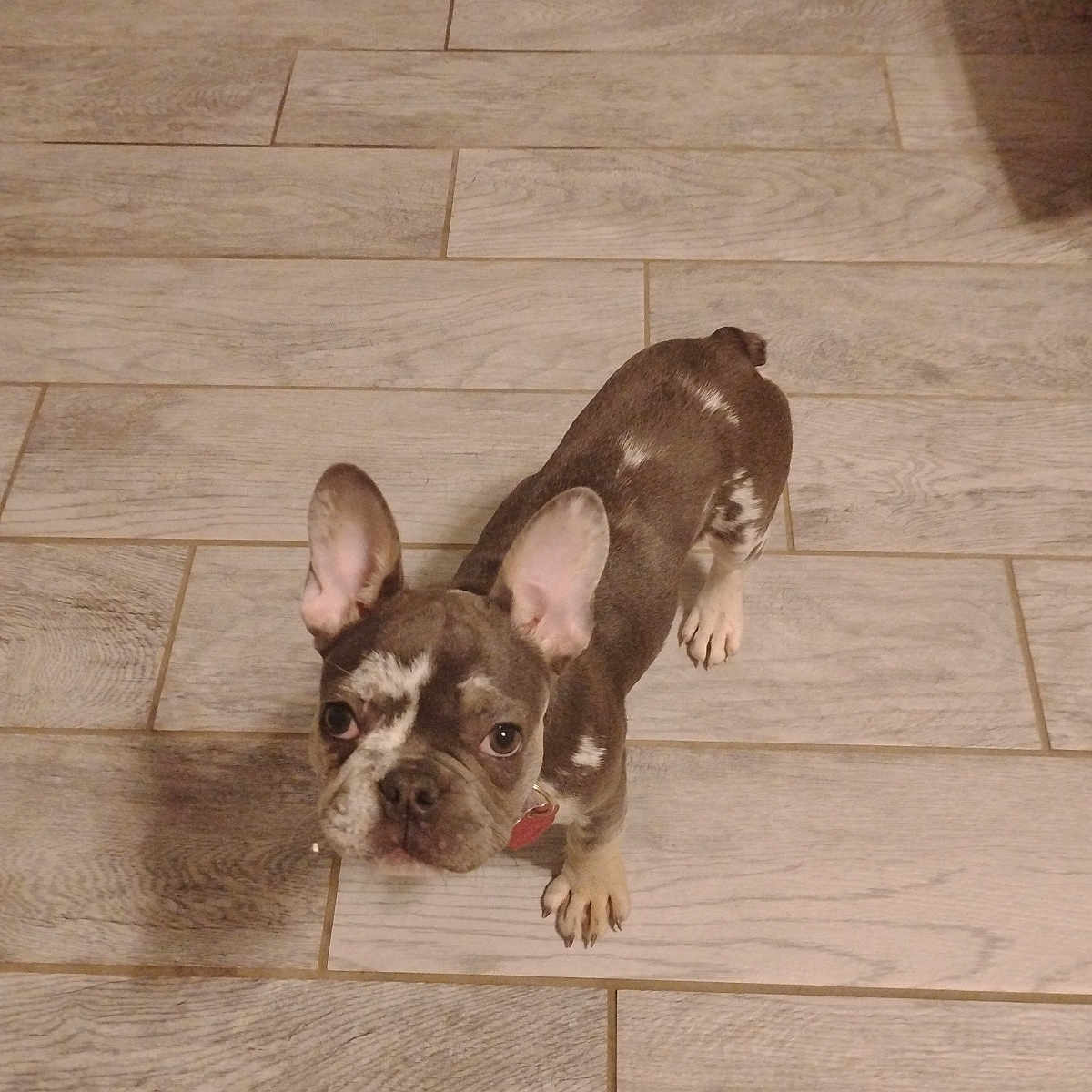 Sasha joined the competition — help win amazing prizes! alert, animal, brown_and_white, canine, companion, curious, cute, dog, domestic_animal, ears, floor, french_bulldog, indoor, looking_up, pet, puppy, small_dog, standing, tile_floor, young_dog