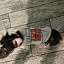 Sasha joined the competition — help win amazing prizes! dog, blurry, grey_shirt, text_on_shirt, wooden_floor, tile_floor, indoor, pet, canine, black_and_white_dog, motion_blur, flooring, rug, small_dog, animal, domestic_animal, shirt, walking, blurred, closeup