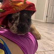 Sasha is registered to the contest to win money with this photo: dog, puppy, indoor, hat, clothing, person, floor, tile_floor, resting, cute, pet, animal, purple_clothing, red_hat, green_spikes, close_up, blurred, domestic, companion, funny