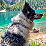 Lipton participe au concours pour gagner de l'argent avec cette photo : dog, lake, mountains, forest, nature, rock, water, outdoor, scenic, harness, tree_branch, canine, animal, park, sunlight, daytime, landscape, pet, adventure, travel