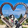 Lipton participe au concours pour gagner de l'argent avec cette photo : dog, black_and_white, tongue_out, bench, wooden, heart_shape, sculpture, mountains, outdoor, nature, blue_sky, sunny, grass, trees, pet, animal, summer, happy, cute, park