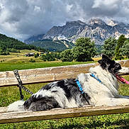 Lipton a rejoint le concours — aidez-le/la à gagner de superbes lots ! dog, bench, outdoor, mountain, grass, sky, cloud, tree, nature, field, landscape, canine, leash, wood, resting, tongue, summer, scenery, animal, pet