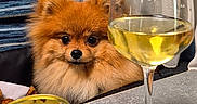 Arthur a rejoint le concours — aidez-le/la à gagner de superbes lots ! dog, pomeranian, pet, table, wine_glass, can, food, indoor, curtain, blue_cushion, fur, small_dog, beverage, drink, domestic_animal, companion, cute, animal, cozy, furniture