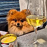 dog, pomeranian, pet, table, wine_glass, can, food, indoor, curtain, blue_cushion, fur, small_dog, beverage, drink, domestic_animal, companion, cute, animal, cozy, furniture