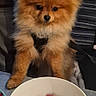 Arthur a rejoint le concours — aidez-le/la à gagner de superbes lots ! dog, puppy, pomeranian, fluffy, brown, table, bowl, food, indoor, pet, cute, small_dog, waiting, curious, animal, fur, companion, domestic_animal, looking, dinner