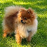 Arthur participe au concours pour gagner de l'argent avec cette photo : dog, pomeranian, fluffy, grass, outdoor, pet, animal, sunlight, greenery, cute, small_dog, fur, nature, canine, portrait, standing, daylight, mammal, companion, adorable