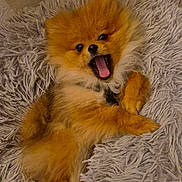 Arthur participe au concours pour gagner de l'argent avec cette photo : dog, pomeranian, fluffy, orange, pet, animal, cute, lying_down, shaggy_rug, indoor, mouth_open, small_dog, fur, canine, companion, relaxed, adorable, portrait, domestic_animal, playful