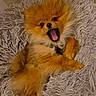dog, pomeranian, fluffy, orange, pet, animal, cute, lying_down, shaggy_rug, indoor, mouth_open, small_dog, fur, canine, companion, relaxed, adorable, portrait, domestic_animal, playful