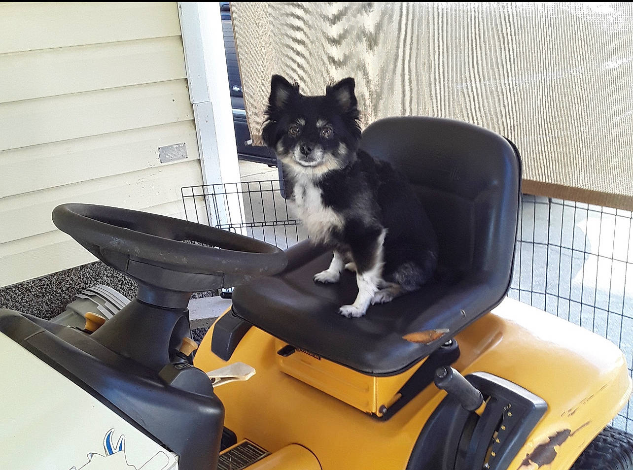 Bella joined the competition — help win amazing prizes! auto_part, automotive_exterior, canidae, car_seat, carnivore, comfort, companion_dog, dog, dog_breed, dog_supply, felidae, head_restraint, home_appliance, motor_vehicle, pet_supply, sitting, sporting_group, working_animal, working_dog