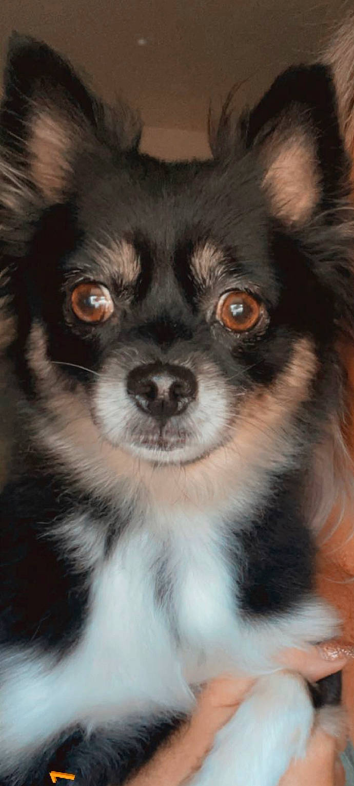 Bella is registered to the contest to win money with this photo: art, canidae, carnivore, companion_dog, corgi_chihuahua, dog, dog_breed, dog_supply, fawn, fur, non_sporting_group, puppy, snout, sporting_group, terrestrial_animal, toy_dog, whiskers, working_animal, working_dog
