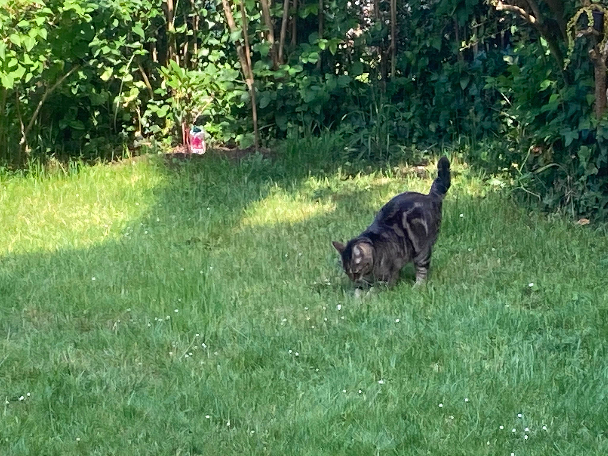 Swetty a rejoint le concours — aidez-le/la à gagner de superbes lots ! _geese_and_swans, canidae, carnivore, cat, dog_breed, ducks, felidae, garden, grass, grassland, groundcover, pasture, plant, shrub, small_to_medium_sized_cats, soil, sporting_group, tail, terrestrial_animal, tree