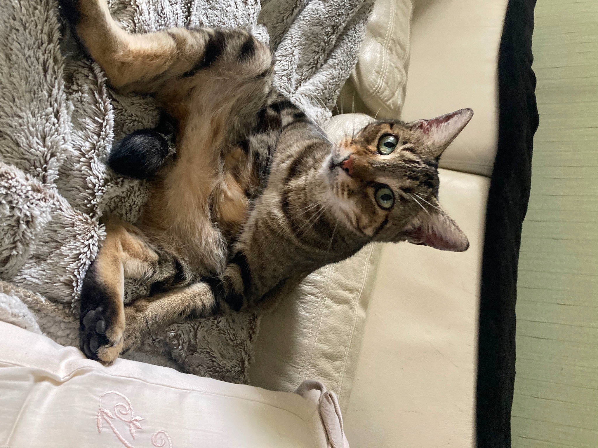 Swetty a rejoint le concours — aidez-le/la à gagner de superbes lots ! carnivore, cat, claw, domestic_short_haired_cat, fawn, felidae, fur, horn, houseplant, paw, plant, small_to_medium_sized_cats, snout, tail, terrestrial_animal, tree, trunk, whiskers, window, wood