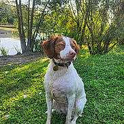Hela a rejoint le concours — aidez-le/la à gagner de superbes lots ! dog, wet, grass, pond, tree, nature, outdoor, greenery, sunlight, collar, pet, canine, sitting, water, daylight, leaf, peaceful, animal, summer, park