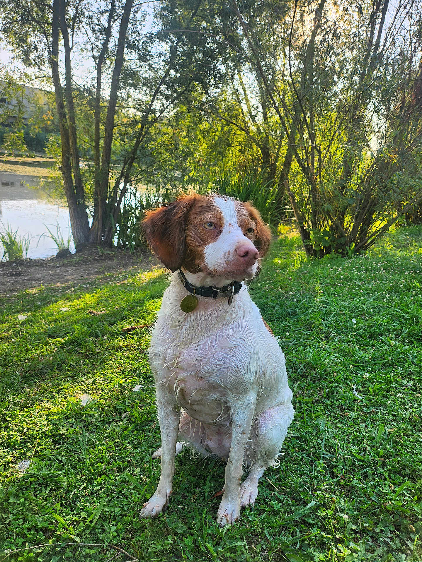 Hela a rejoint le concours — aidez-le/la à gagner de superbes lots ! dog, wet, grass, pond, tree, nature, outdoor, greenery, sunlight, collar, pet, canine, sitting, water, daylight, leaf, peaceful, animal, summer, park