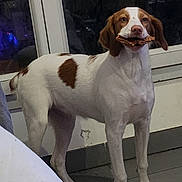 Hela participe au concours pour gagner de l'argent avec cette photo : animal, brown, canine, companion, curious, dog, domestic, ears, floor, food_in_mouth, glass, indoor, looking, pet, reflection, snout, standing, tile_floor, white, window
