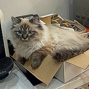 Oscar a rejoint le concours — aidez-le/la à gagner de superbes lots ! cat, fluffy, blue_eyes, cardboard_box, kitchen, countertop, curious, domestic_cat, feline, pet, indoor, relaxed, box, fur, whiskers, animal, mammal, closeup, cute, home