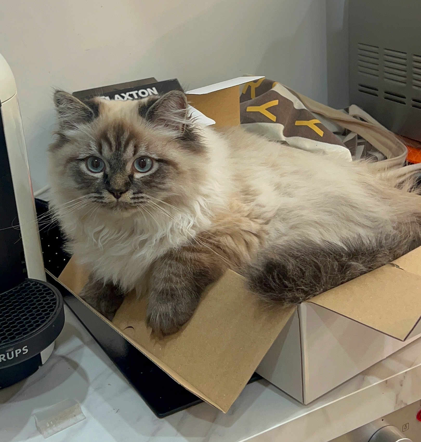 Oscar a rejoint le concours — aidez-le/la à gagner de superbes lots ! cat, fluffy, blue_eyes, cardboard_box, kitchen, countertop, curious, domestic_cat, feline, pet, indoor, relaxed, box, fur, whiskers, animal, mammal, closeup, cute, home
