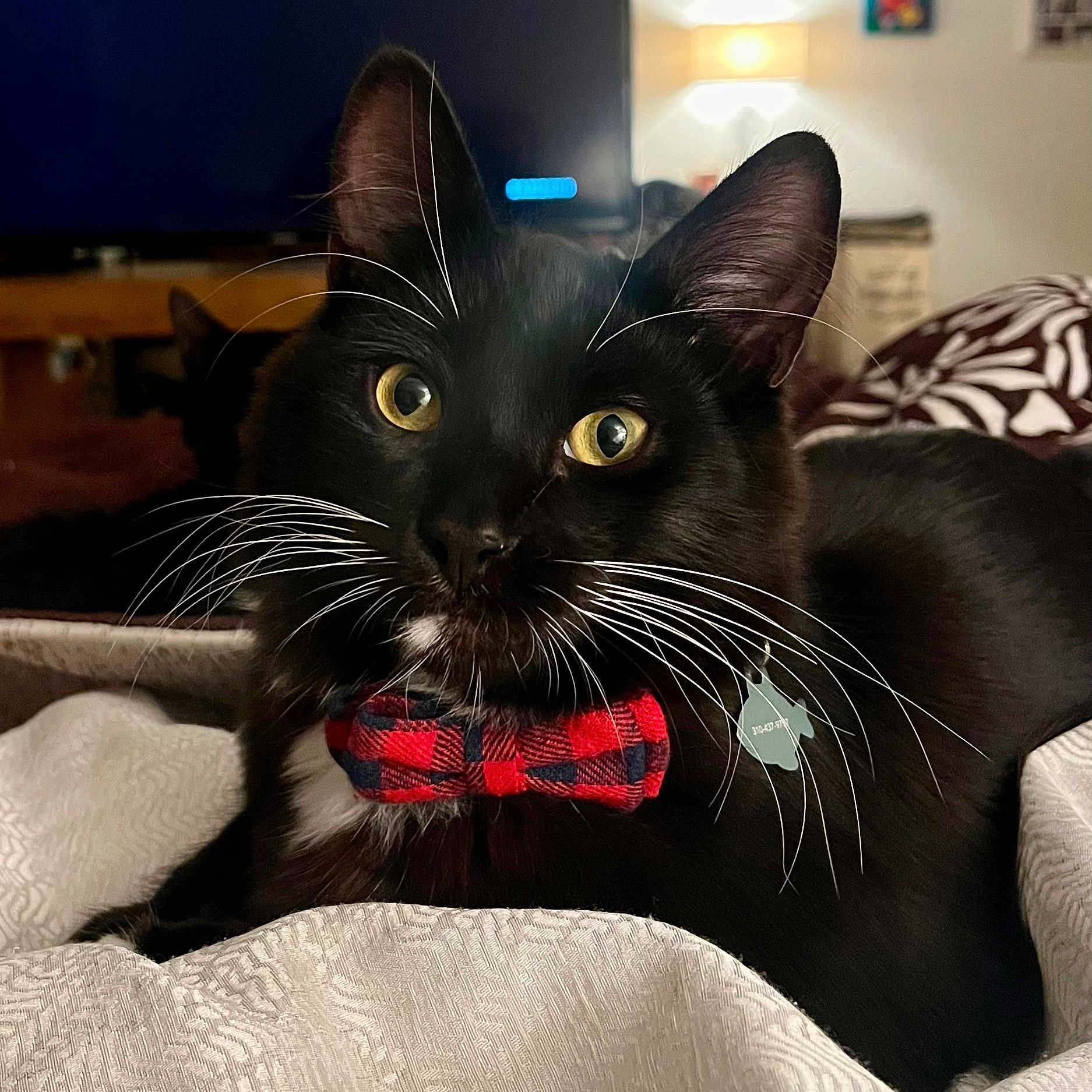 Charlie is registered to the contest to win money with this photo: animal, black_cat, blanket, bow_tie, cat, close_up, cozy, cute, domestic_cat, feline, indoor, mammal, pet, plaid, portrait, resting, soft_light, tag, whiskers, yellow_eyes