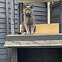 gray_cat, amber_eyes, cat, wooden_bench, backyard, outdoor, fence, collar, pet, animal, sitting, wood, planks, quiet, calm, domestic_cat, feline, daylight, nature, garden