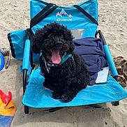 Oliver joined the competition — help win amazing prizes! dog, black_dog, beach, sand, blue_chair, towel, sunny, outdoor, happy_dog, panting, pet, summer, relaxing, leash, footwear, phone, vacation, canine, fluffy, resting