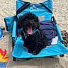 dog, black_dog, beach, sand, blue_chair, towel, sunny, outdoor, happy_dog, panting, pet, summer, relaxing, leash, footwear, phone, vacation, canine, fluffy, resting