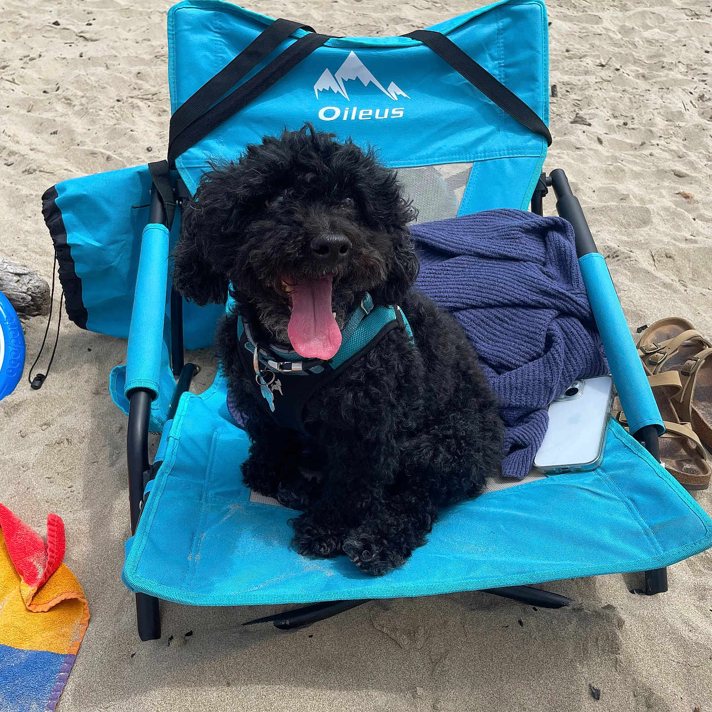 Oliver joined the competition — help win amazing prizes! dog, black_dog, beach, sand, blue_chair, towel, sunny, outdoor, happy_dog, panting, pet, summer, relaxing, leash, footwear, phone, vacation, canine, fluffy, resting