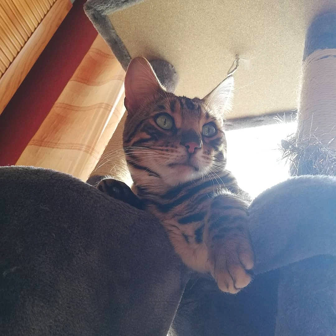 Indiana a rejoint le concours — aidez-le/la à gagner de superbes lots ! carnivore, cat, comfort, domestic_short_haired_cat, door, eyewear, felidae, fur, glasses, grey, hardwood, human_leg, metal, paw, sitting, small_to_medium_sized_cats, snout, tail, whiskers, wood