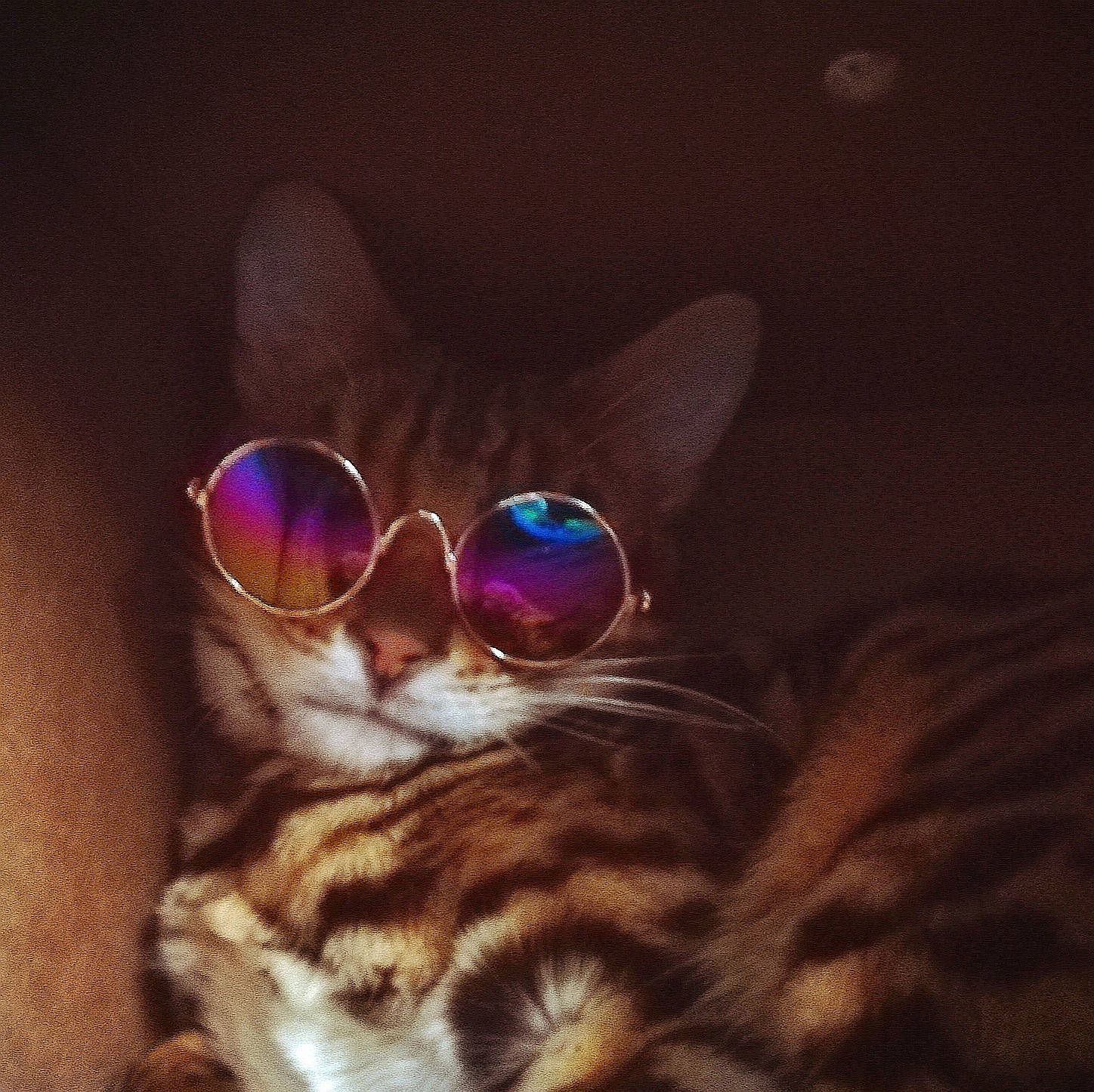 Indiana participe au concours pour gagner de l'argent avec cette photo : carnivore, cat, comfort, darkness, domestic_short_haired_cat, ear, electric_blue, eyewear, fawn, felidae, fur, glasses, night, paw, photo_caption, sitting, small_to_medium_sized_cats, tail, vision_care, whiskers