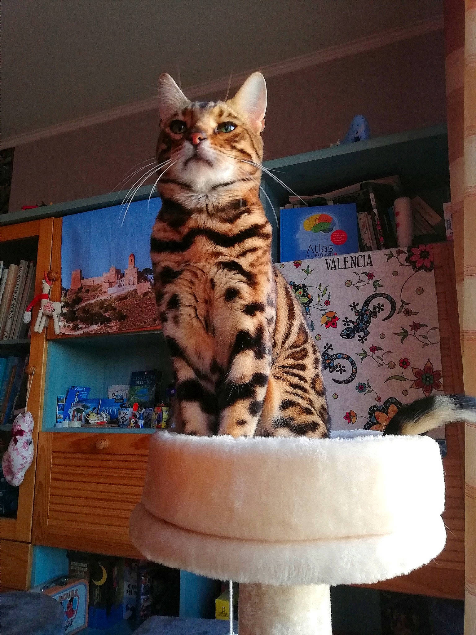 Indiana a rejoint le concours — aidez-le/la à gagner de superbes lots ! blue, carnivore, cat, felidae, green, interior_design, kitten, lighting, mammal, organism, product, room, sitting, small_to_medium_sized_cats, textile, vertebrate, wall, whiskers, wood, yellow