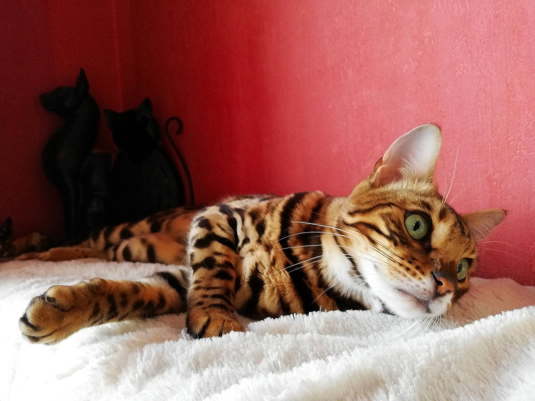 Indiana participe au concours pour gagner de l'argent avec cette photo : carnivore, cat, claw, comfort, domestic_short_haired_cat, fawn, felidae, fur, head, paw, room, small_to_medium_sized_cats, snout, tail, terrestrial_animal, whiskers, wildlife, wood