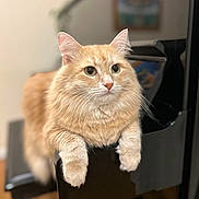 Aslan joined the competition — help win amazing prizes! cat, orange_tabby, feline, pet, indoor, piano, musical_instrument, wooden_floor, curious, fur, whiskers, ears, close_up, animal, mammal, domestic_cat, portrait, soft_focus, black, furniture