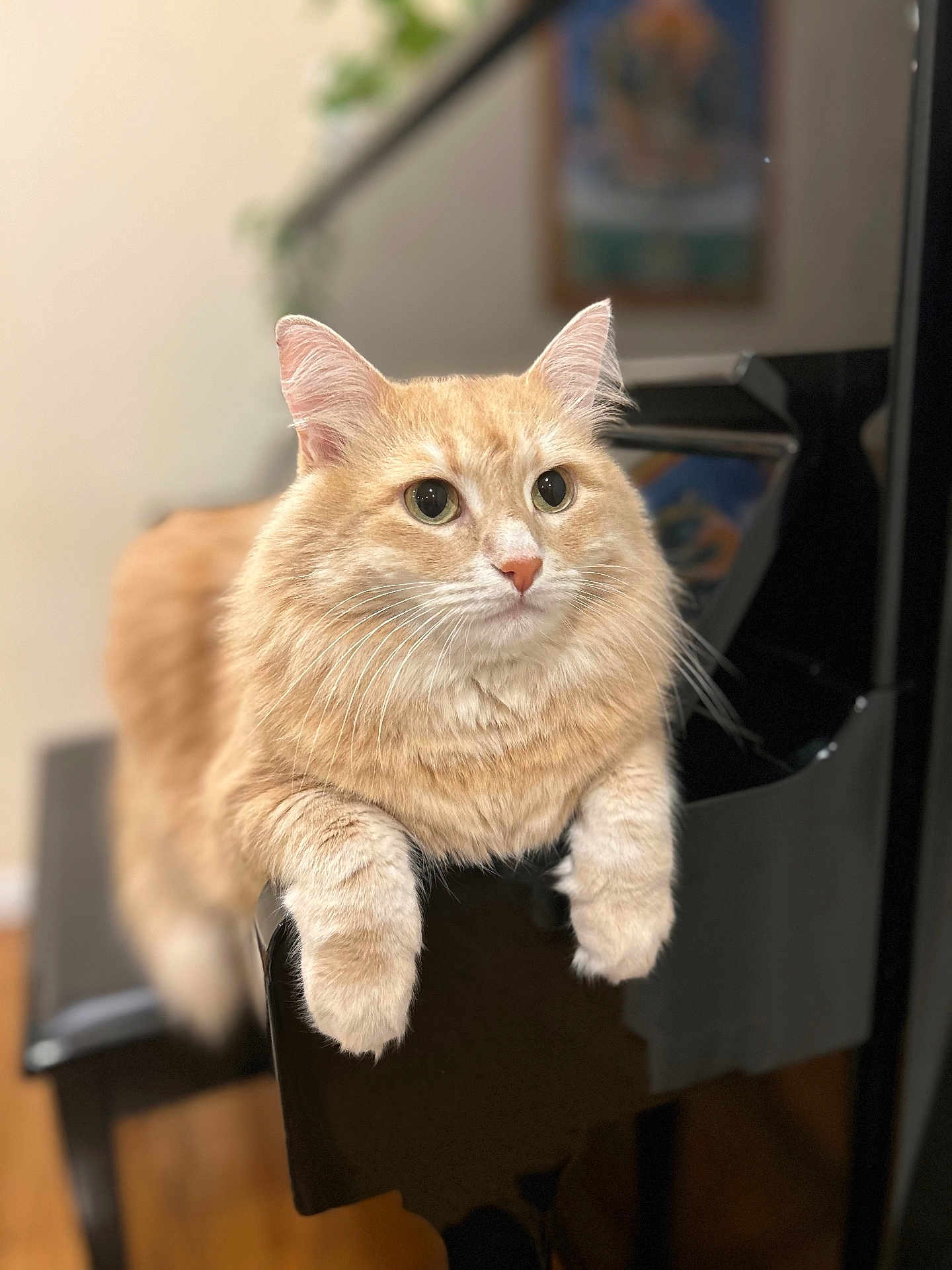 Aslan joined the competition — help win amazing prizes! cat, orange_tabby, feline, pet, indoor, piano, musical_instrument, wooden_floor, curious, fur, whiskers, ears, close_up, animal, mammal, domestic_cat, portrait, soft_focus, black, furniture