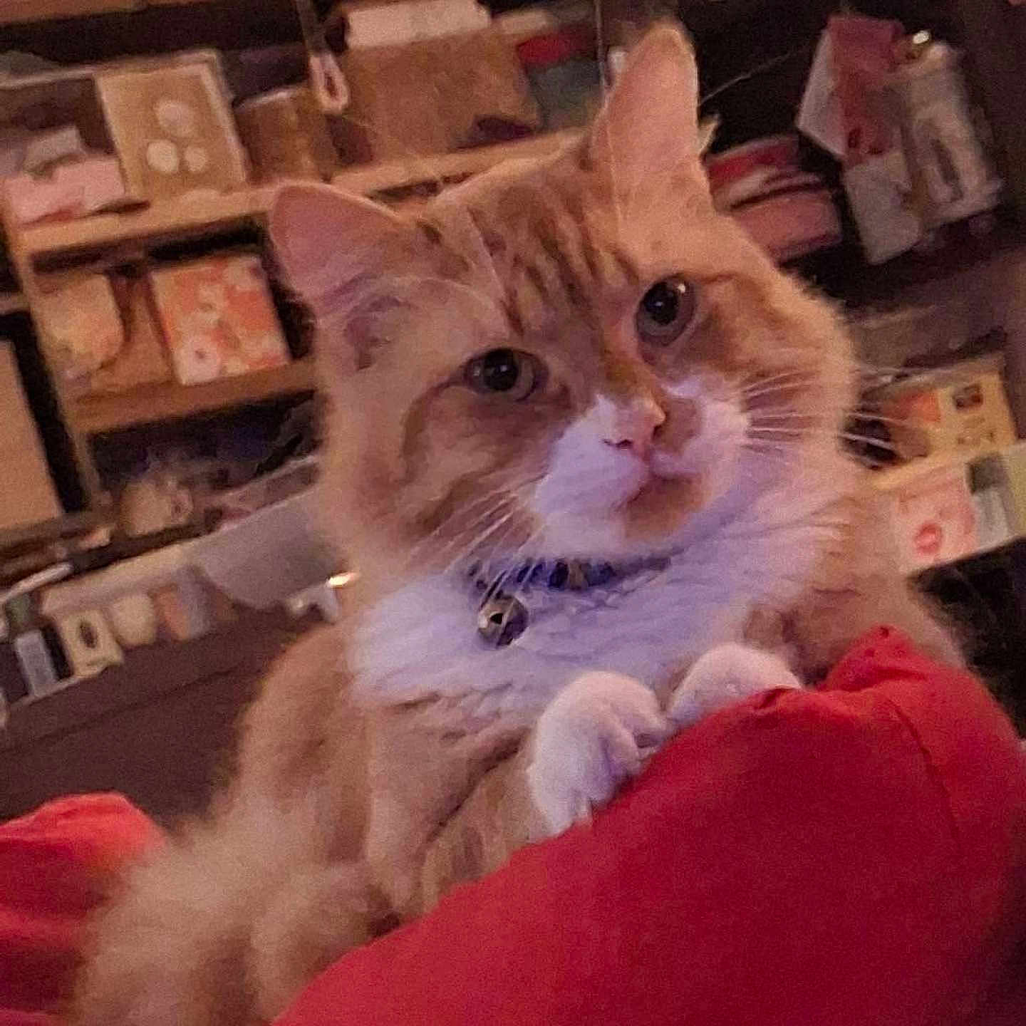 Whisky a rejoint le concours — aidez-le/la à gagner de superbes lots ! animal, bell, cat, collar, cozy, cushion, cute, fluffy, furniture, home, indoor, orange_cat, paws, pet, portrait, red_cushion, relaxed, shelf, whiskers, white_fur