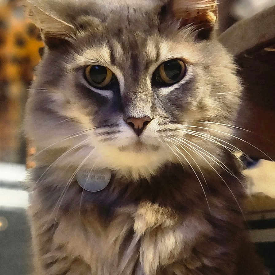 Fluffytail is registered to the contest to win money with this photo: animal, cat, closeup, collar, curious, cute, domestic_cat, ears, eyes, feline, fluffy_fur, furry, gray_cat, indoor, looking, pet, portrait, sitting, soft_light, whiskers