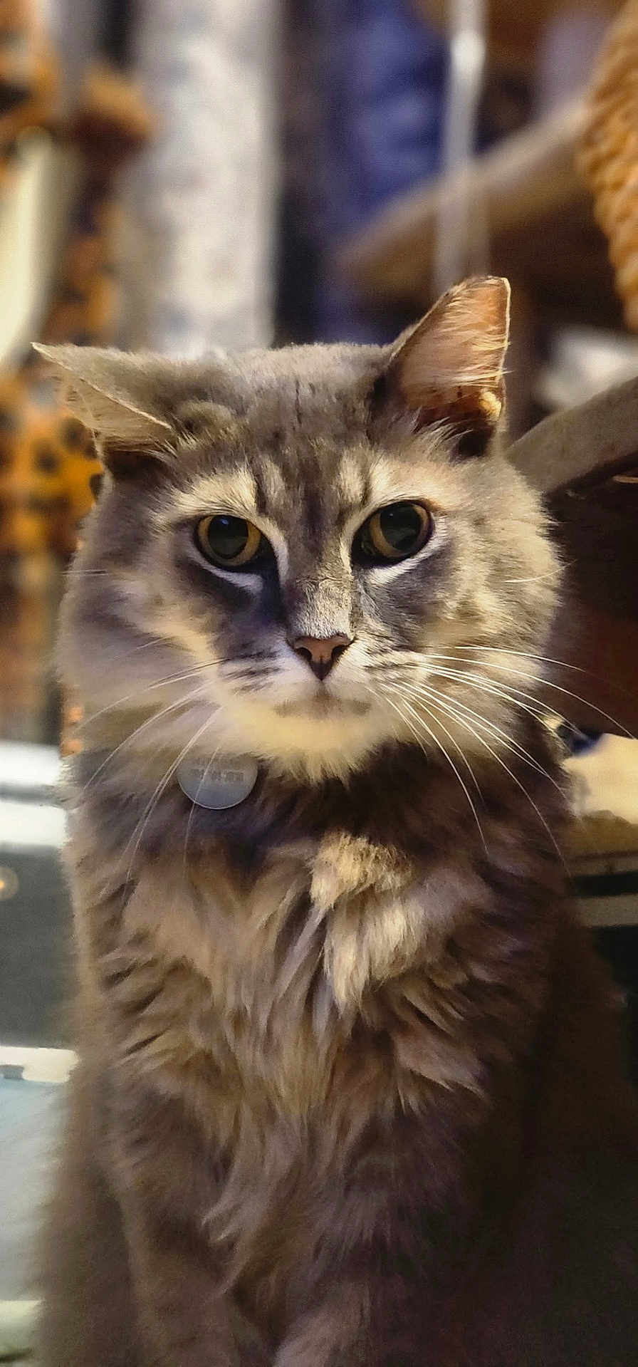 Fluffytail is registered to the contest to win money with this photo: cat, gray_cat, fluffy_fur, portrait, indoor, pet, whiskers, closeup, animal, feline, curious, sitting, looking, soft_light, domestic_cat, cute, furry, ears, eyes, collar