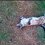 cat, blue_eyes, grass, outdoor, animal, pet, lying_down, playful, curious, fur, nature, relaxed, whiskers, tail, paws, mammal, daylight, ground, striped, domestic_cat